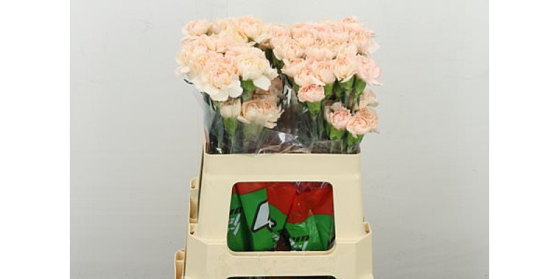 Dianthus .st Apple Lizzy 55 55 cm 