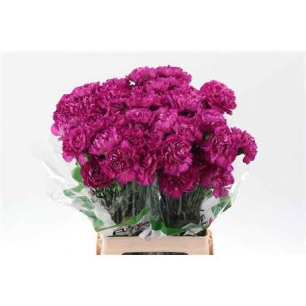 Dianthus St Purple Pixel 70cm A1