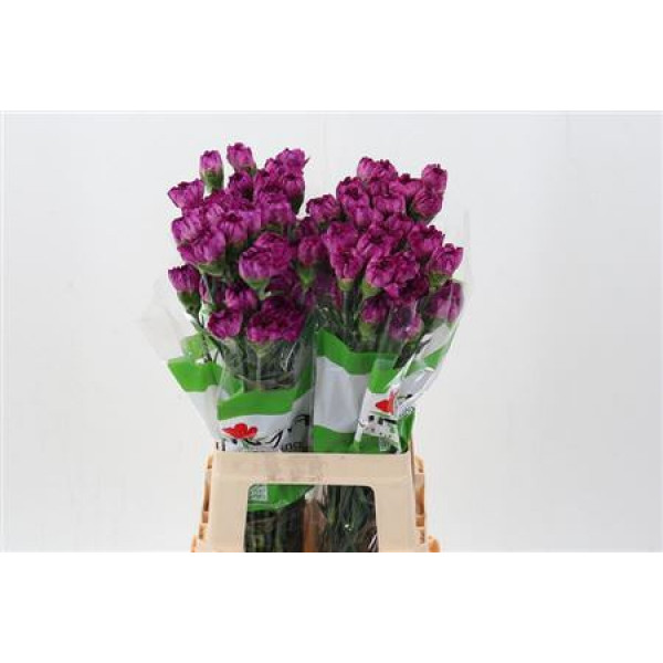 Dianthus St Purple Pixel 70cm A1