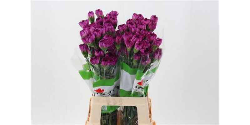 Dianthus St Purple Pixel 70cm A1