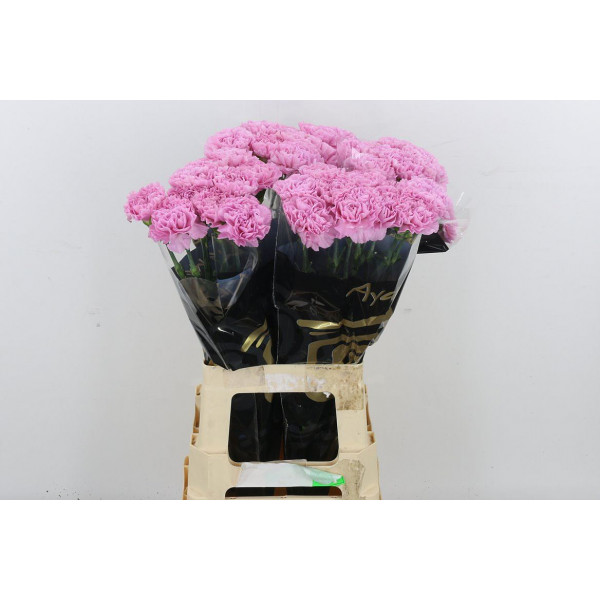 Dianthus St Clearwater 70 A1Milka