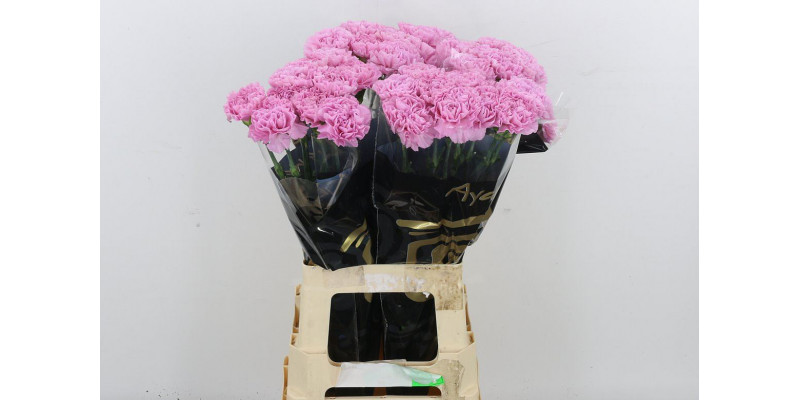 Dianthus St Clearwater 70 A1Milka