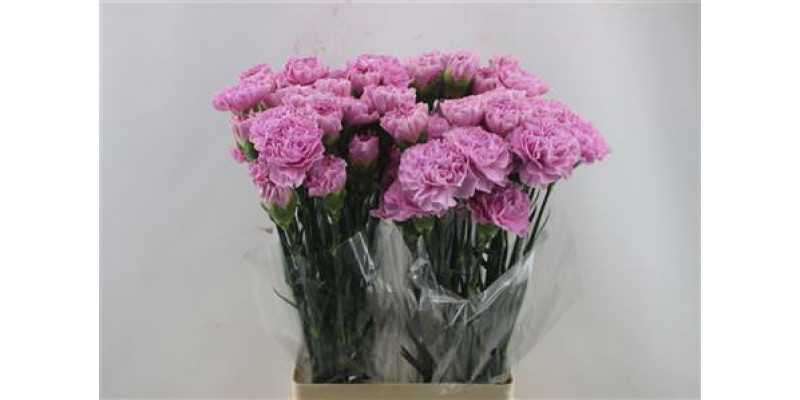 Dianthus St Clearwater 65cm A1
