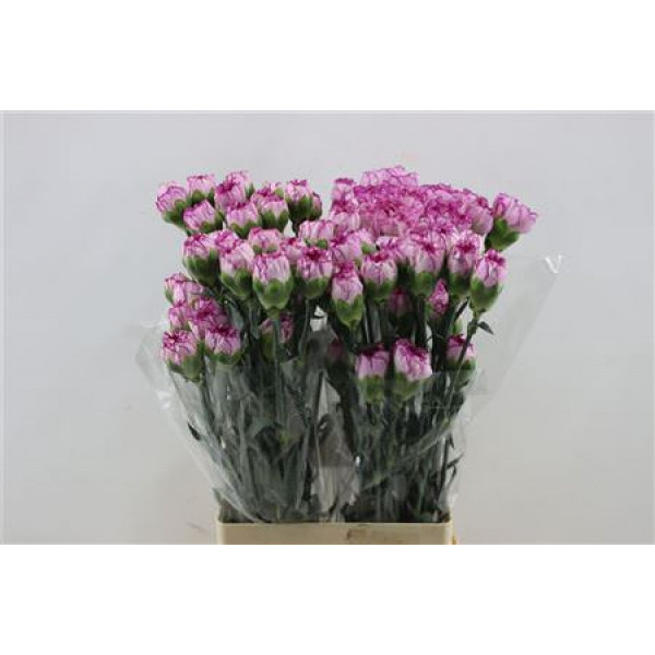 Dianthus St Boheme 65cm A1