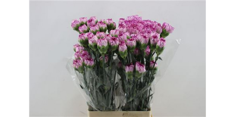 Dianthus St Boheme 65cm A1