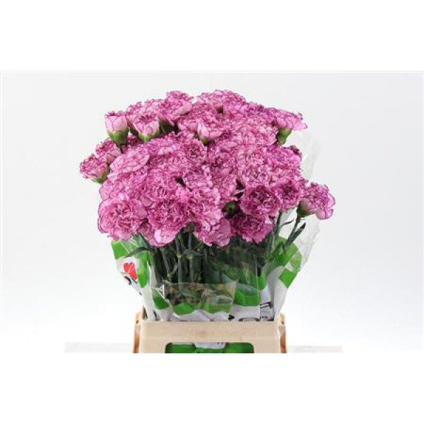 Dianthus St Boheme 70cm A1