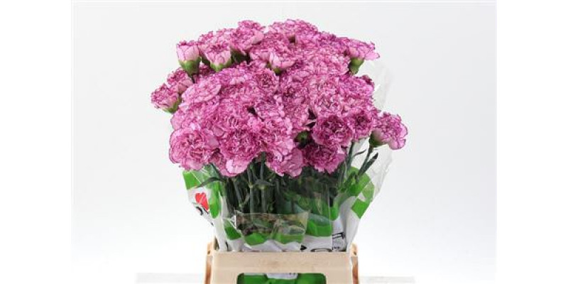 Dianthus St Boheme 70cm A1