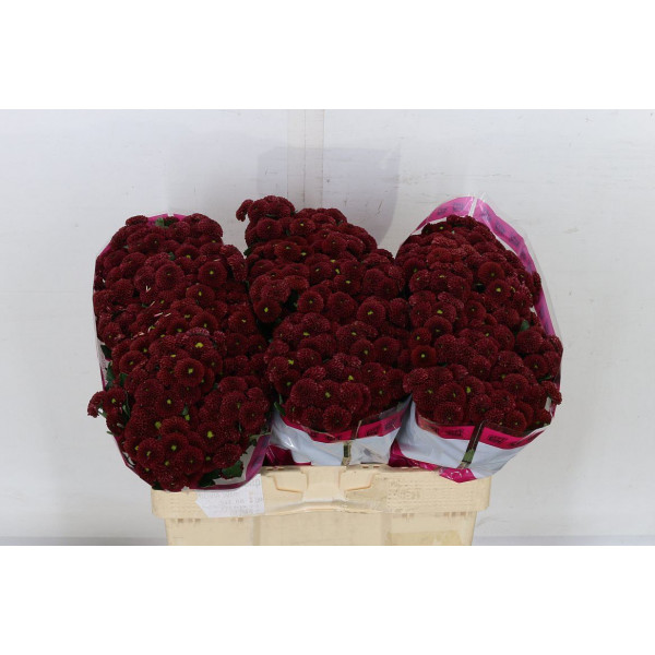 Chrysanthemums San Aaa Purp Red 55cm A1 Col-Red