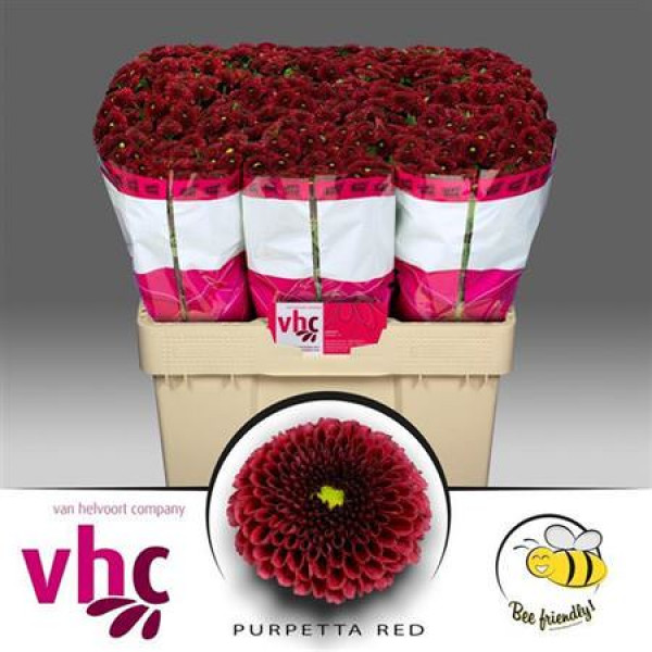 Chrysanthemums S Aaa Purpet Red 55cm A1 Col-Red