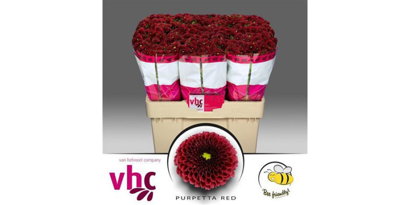 Chrysanthemums S Aaa Purpet Red 55cm A1 Col-Red