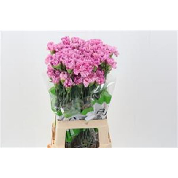 Dianthus St Jubilee 70 A1Milka