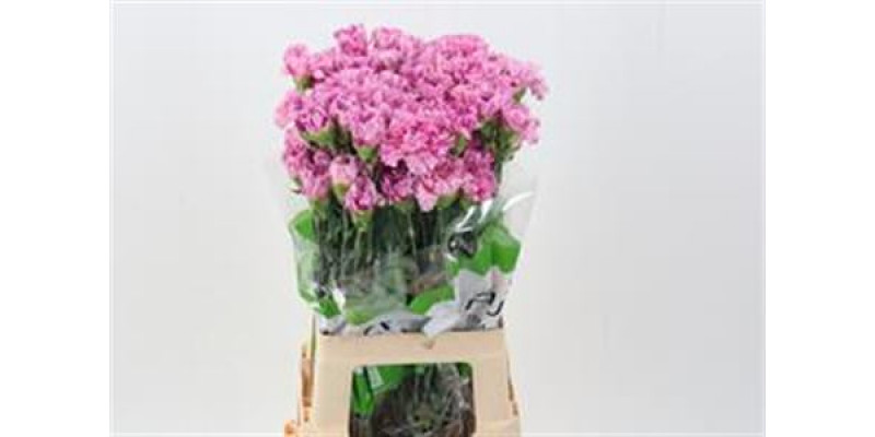 Dianthus St Jubilee 70 A1Milka