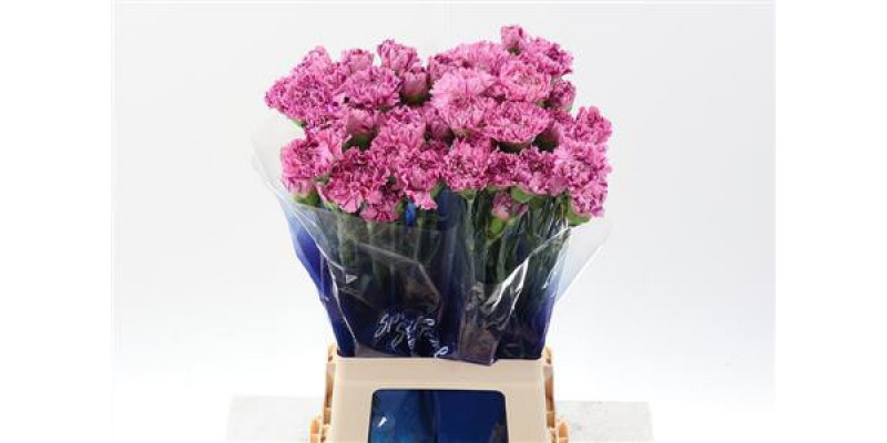 Dianthus St Jubilee Hi 70cm A1