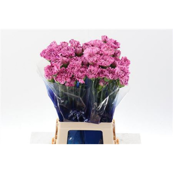 Dianthus St Jubilee Hi 70cm A1