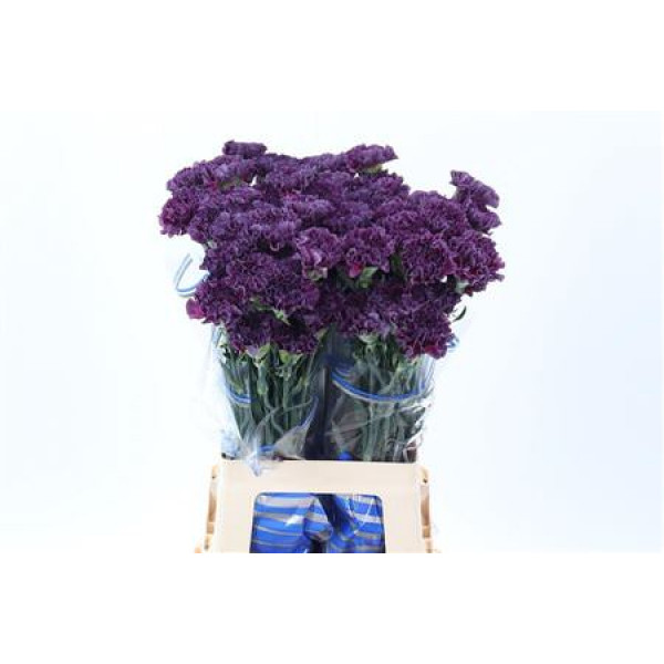 Dianthus St Cobalt Thrill/extasis 70cm A1