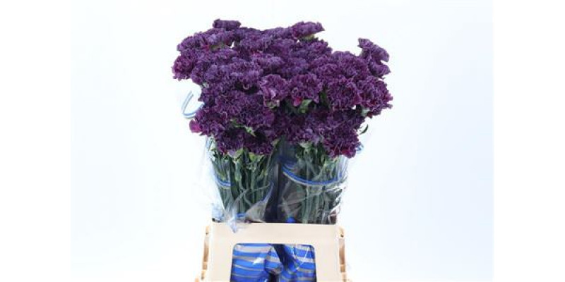 Dianthus St Cobalt Thrill/extasis 70cm A1