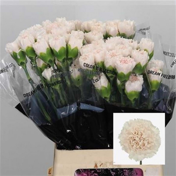 Dianthus St Brut 70cm  Col-Cream