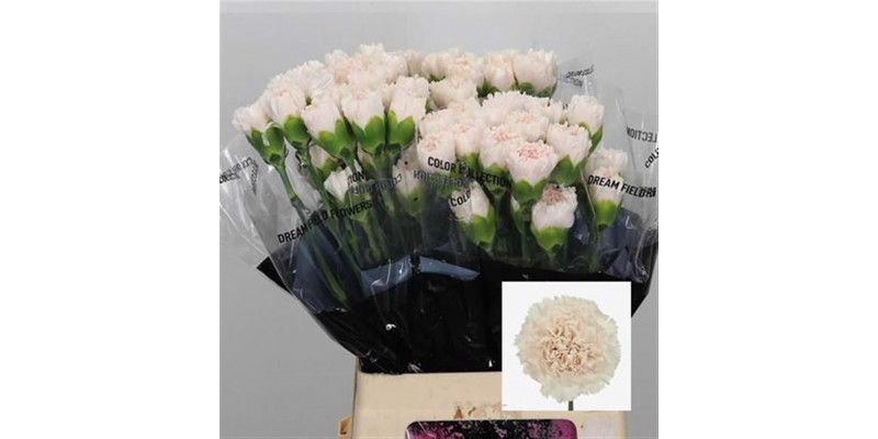 Dianthus St Brut 70cm  Col-Cream