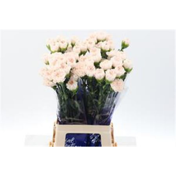 Dianthus St Brut Hi 70 A1Cream