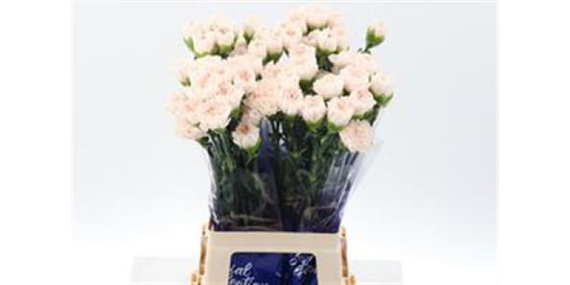 Dianthus St Brut Hi 70 A1Cream