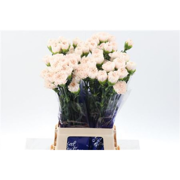 Dianthus St Brut Hi 70cm A1