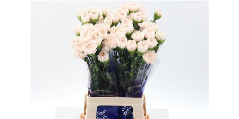 Dianthus St Brut Hi 70cm A1