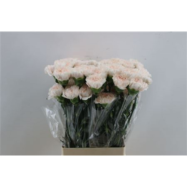 Dianthus St Brut 65cm A1