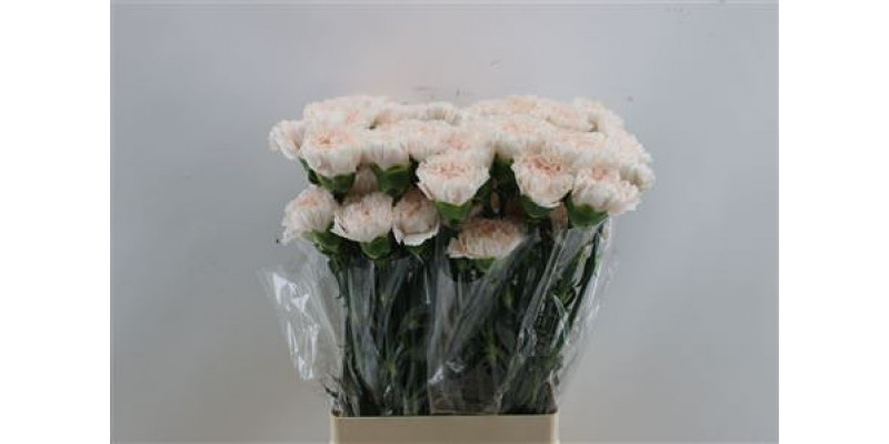 Dianthus St Brut 65cm A1