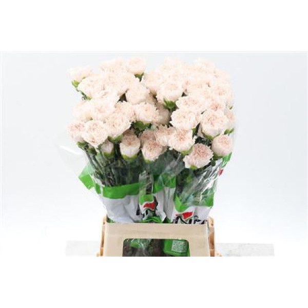 Dianthus St Brut 70cm A1