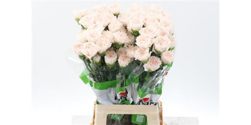 Dianthus St Brut 70cm A1