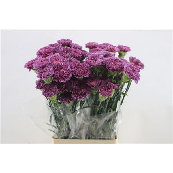 Dianthus St Winner Thrill 65cm A1