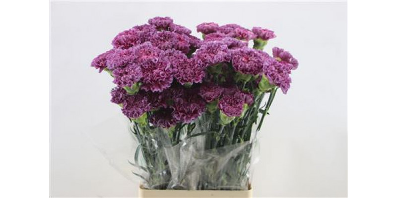 Dianthus St Winner Thrill 65cm A1