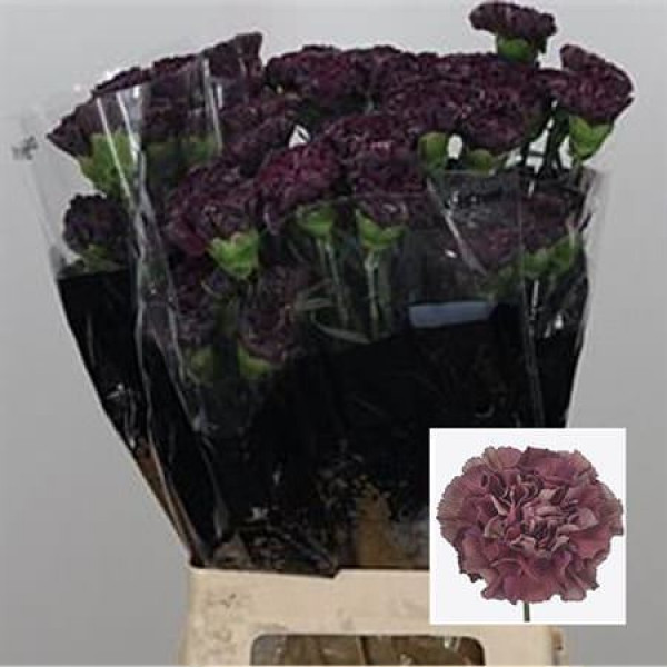 Dianthus St Bronce Thrill 70cm  Col-Purple