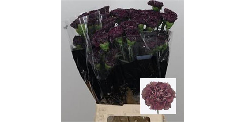 Dianthus St Bronce Thrill 70cm  Col-Purple