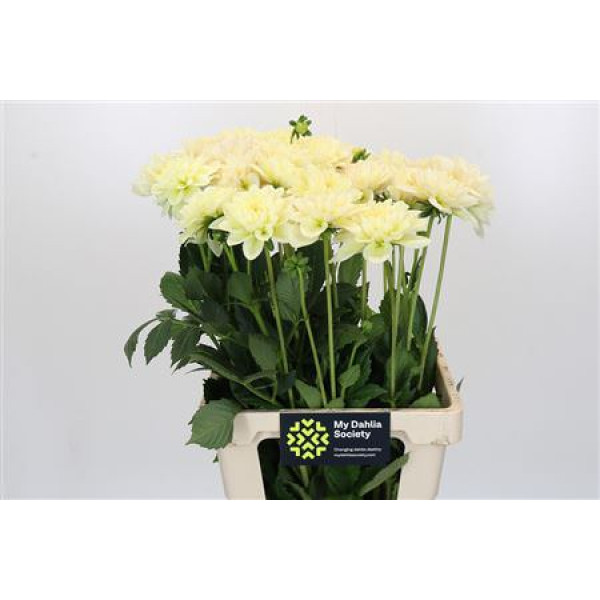 Dahlia Champagne 50 cm A1