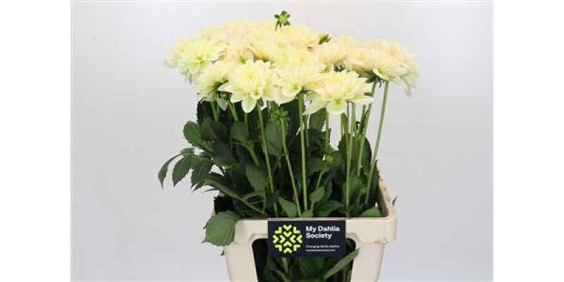 Dahlia Champagne 50 cm A1