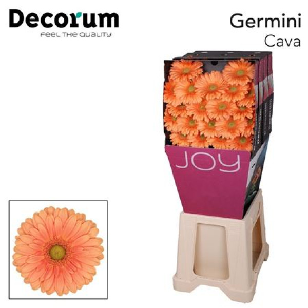 Germini Cava Diamond 47cm A1