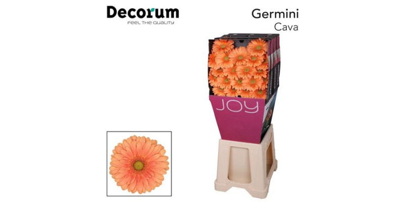 Germini Cava Diamond 47cm A1