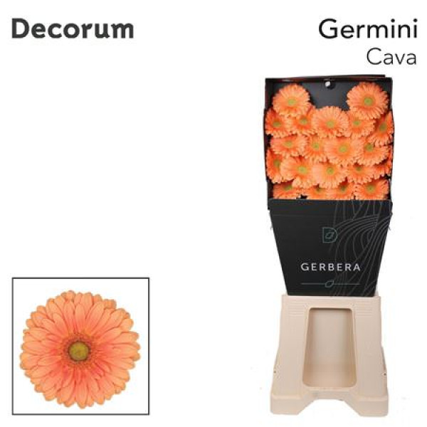 Germini Cava Diamond 47cm A1