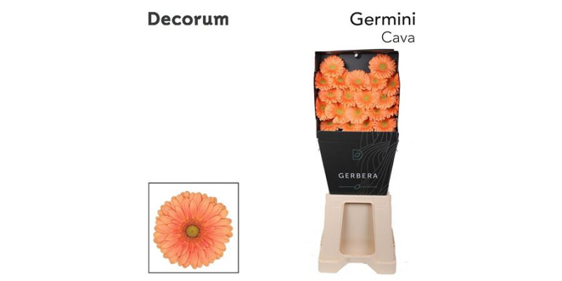 Germini Cava Diamond 47cm A1