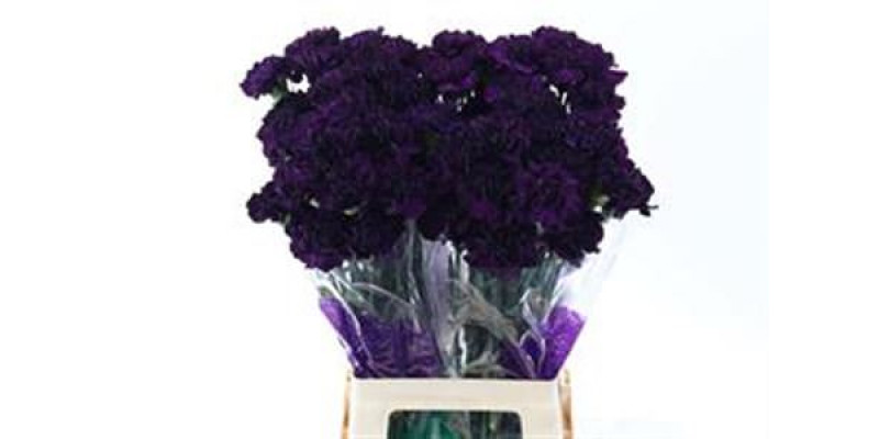 Dianthus St Purple Moonvista 70cm  Col-Dark Purple