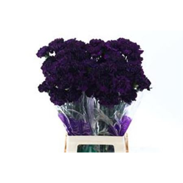 Dianthus St Purple Moonvista 70cm  Col-Dark Purple