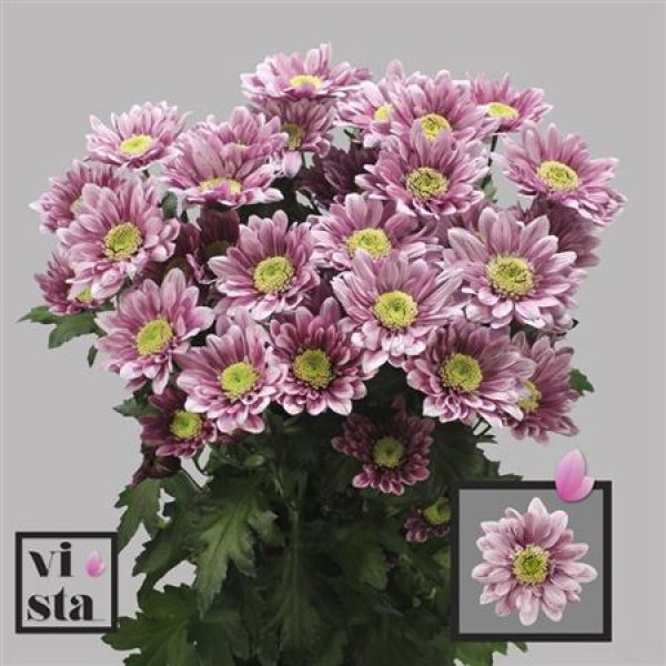 Chrysanthemums T Serenity Sweet 70cm A1 Col-Pink