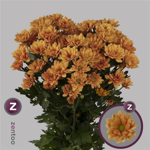 Chrysanthemums T Midnightsun ?? 70cm A1