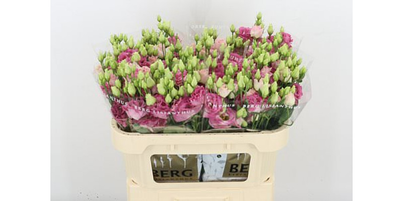 Lisianthus G Alissa Pi Flas 72cm A1