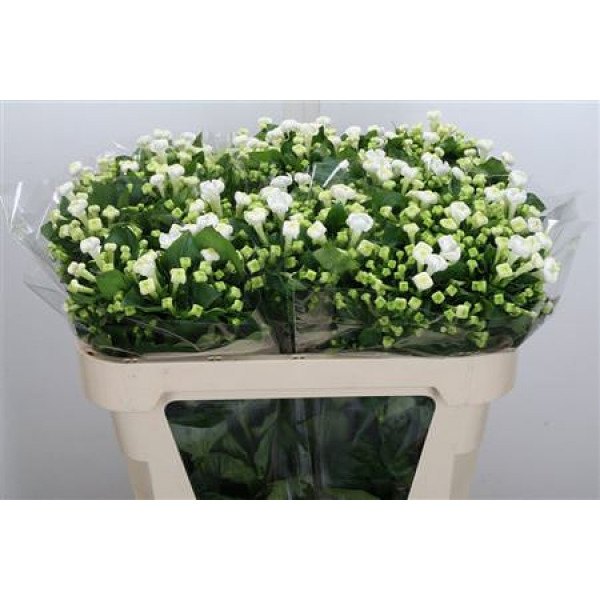 Bouvardia En White Sensation  70cm A1