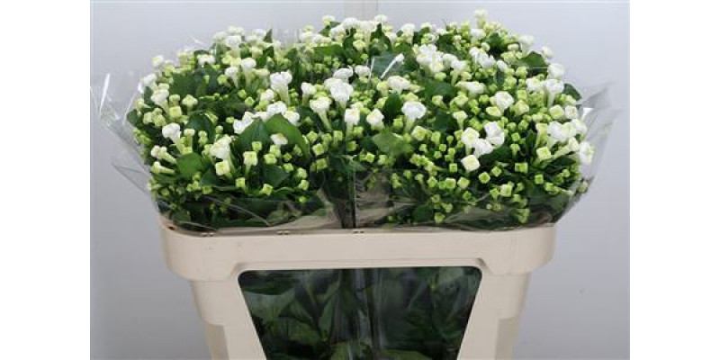 Bouvardia En White Sensation  70cm A1