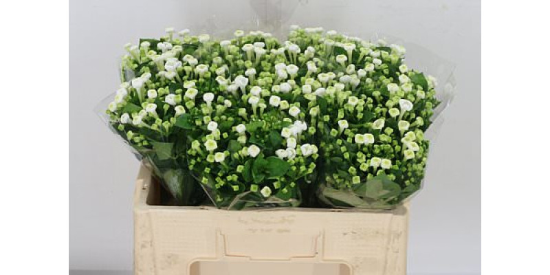 Bouvardia En Whi Sensation 50 cm A1
