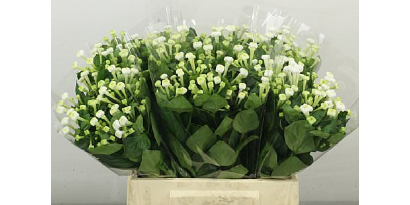 Bouvardia En Whi Sensation 40 cm A1