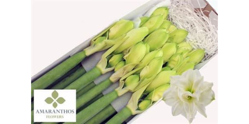 Amaryllis Whi Symphony 10 85 cm A1